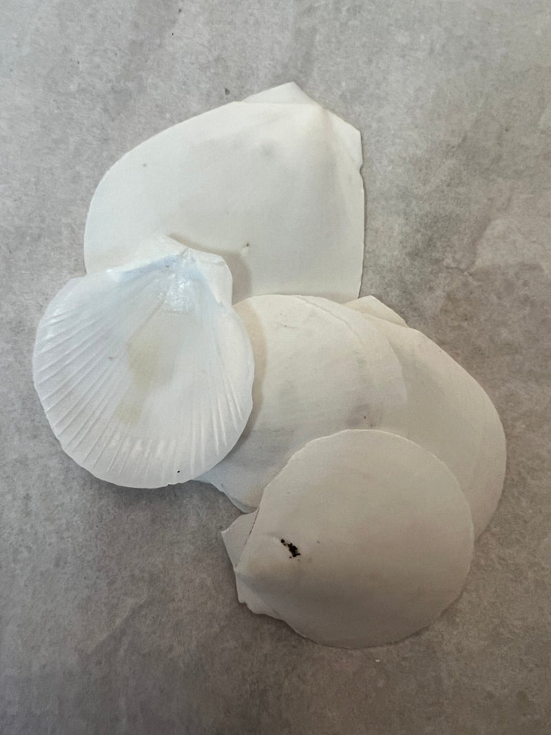 White Asian Moon Scallop - ShellsLoving Coastal Living