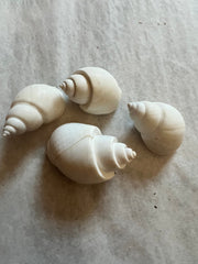 White Babylonia - ShellsLoving Coastal Living