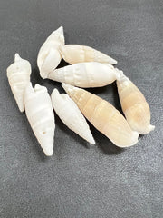 White cerithium - ShellsLoving Coastal Living