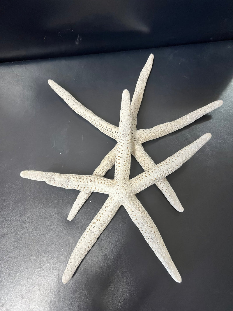 White Pencil Finger Starfish 6 - 8", 8 - 10" - StarfishLoving Coastal Living