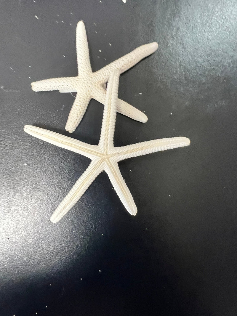 White Pencil Finger Starfish 6 - 8", 8 - 10" - StarfishLoving Coastal Living