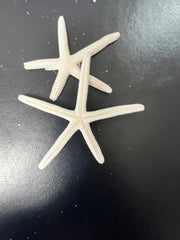 White Pencil Finger Starfish 6 - 8