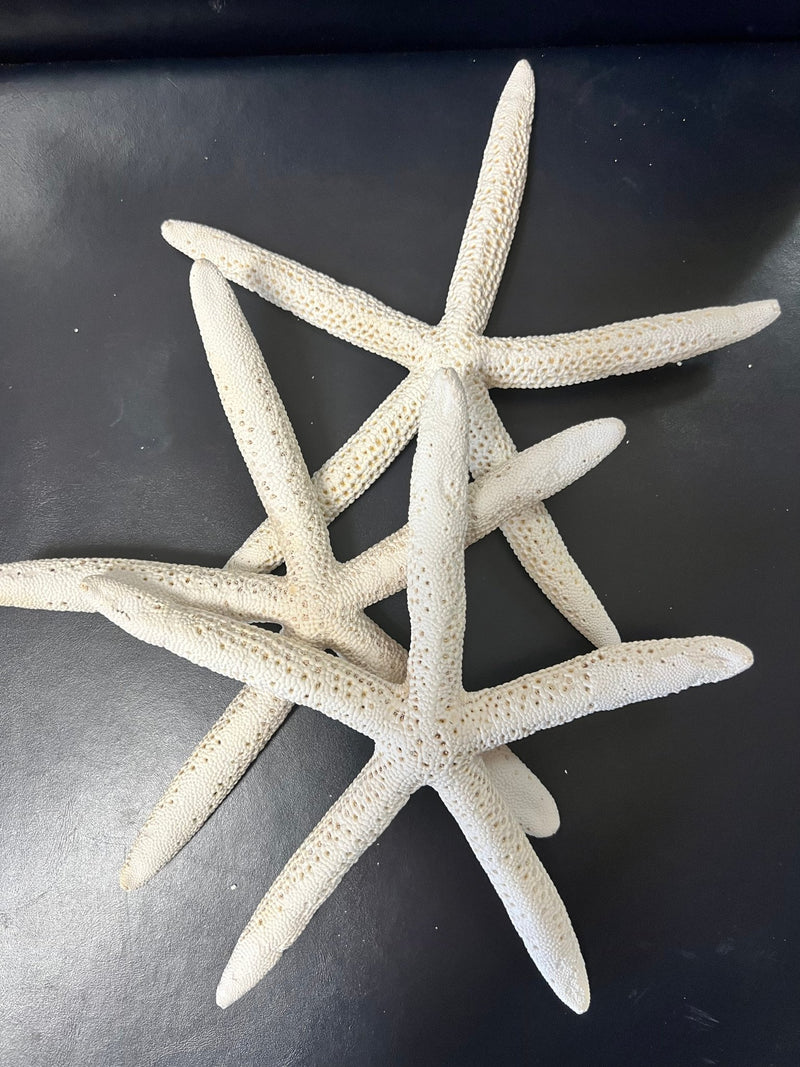 White Pencil Finger Starfish 6 - 8", 8 - 10" - StarfishLoving Coastal Living