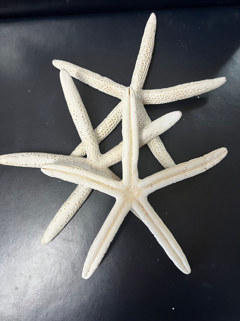 White Pencil Finger Starfish 6 - 8", 8 - 10" - StarfishLoving Coastal Living