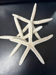 White Pencil Finger Starfish 6 - 8