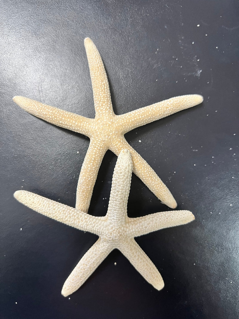 White Pencil Finger Starfish 6 - 8", 8 - 10" - StarfishLoving Coastal Living