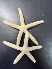 White Pencil Finger Starfish 6 - 8