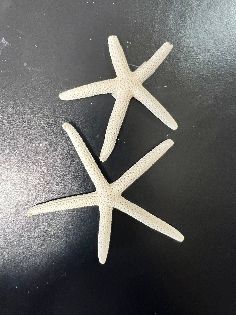 White Pencil Finger Starfish 6 - 8", 8 - 10" - StarfishLoving Coastal Living