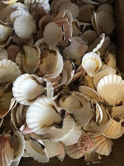 White & Rosy Scallop - Loving Coastal Living