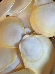 Yellow Asian Moon Scallops - ShellsLoving Coastal Living