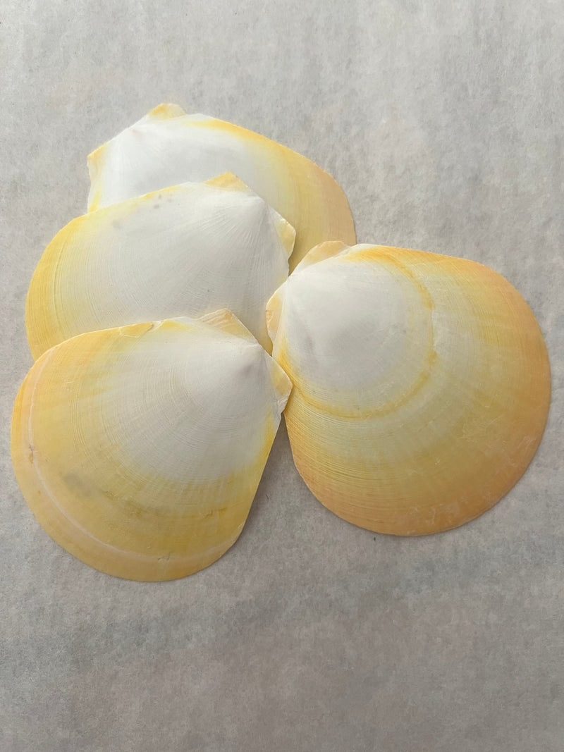 Yellow Asian Moon Scallops - ShellsLoving Coastal Living