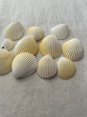 Yellow Cockle Shells - ShellsLoving Coastal Living