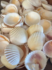 Yellow Cockle Shells - ShellsLoving Coastal Living