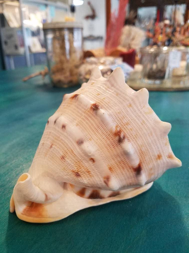 Yellow Helmet Shell Cassis Cornuta 4 - 5" - ShellsLoving Coastal Living