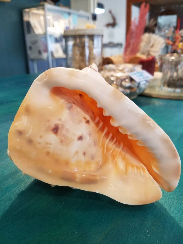 Yellow Helmet Shell Cassis Cornuta 4 - 5" - ShellsLoving Coastal Living